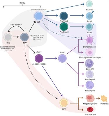 Consequences of HIV infection in the bone marrow niche